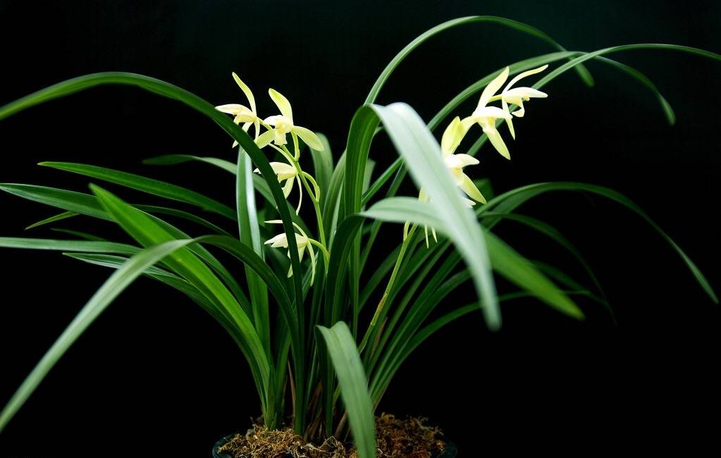 描写兰花最著名的诗句幽兰香风远蕙草流芳根兰生幽谷无人自芳是已