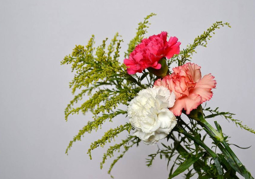 康乃馨原名香石竹,又名狮头石竹,麝香,大花石竹既漂亮还可药用