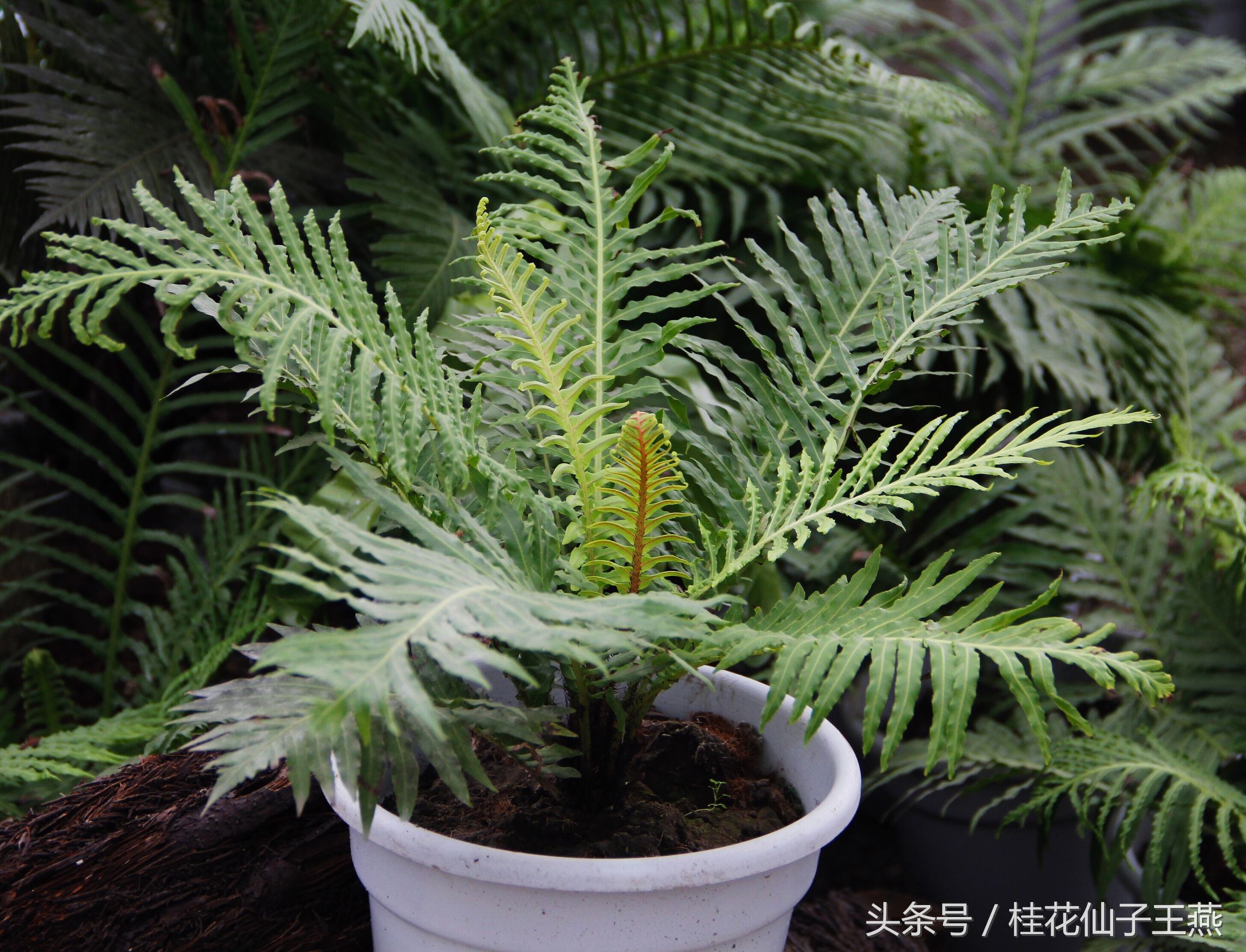 梭罗树还是娑罗树?