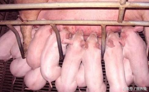 2017年养猪人怎样才能降低养猪成本，多赚钱呢？