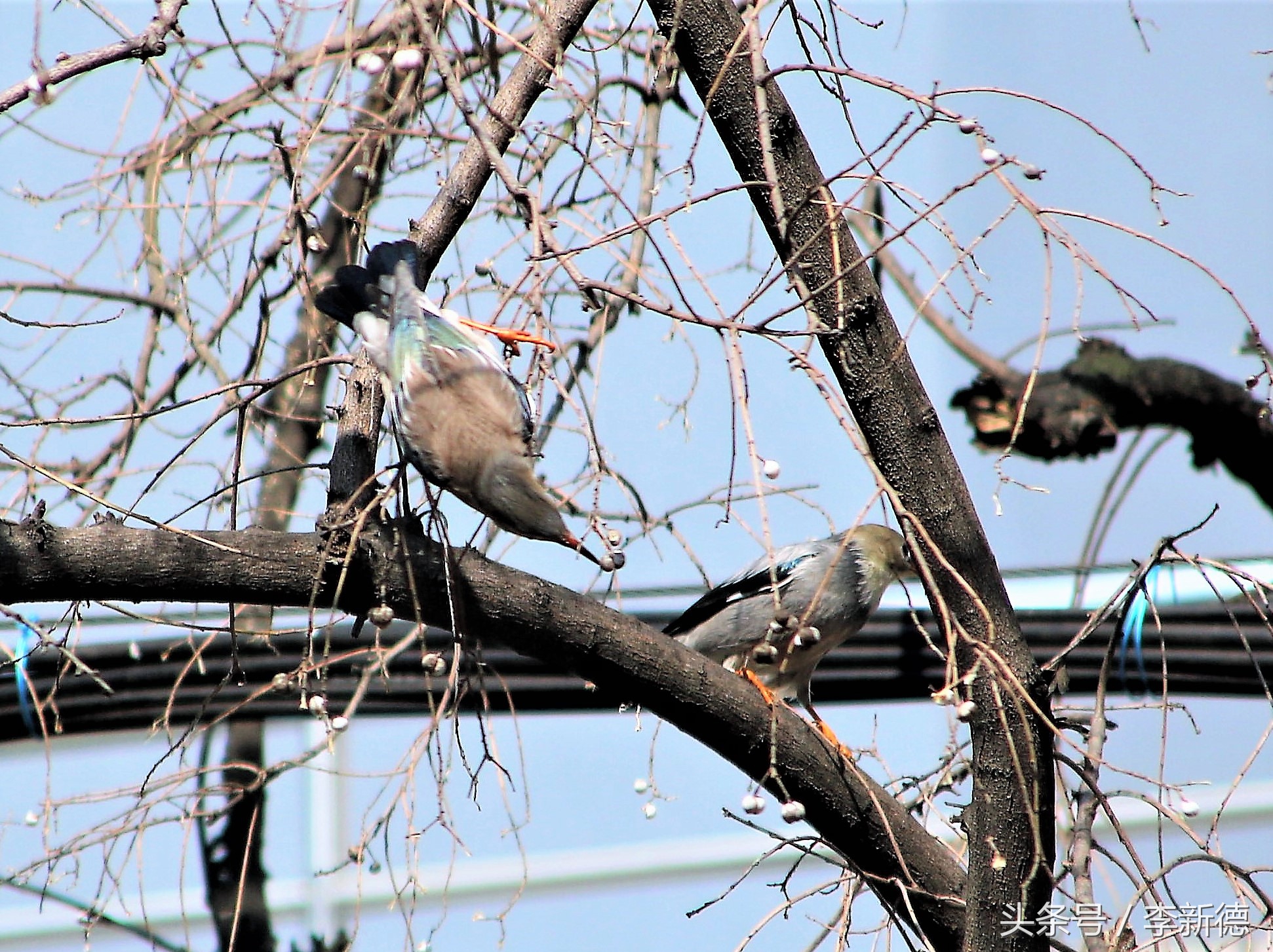 栖息乌桕树大餐乌桕子，灰椋鸟冬天的生活很滋润