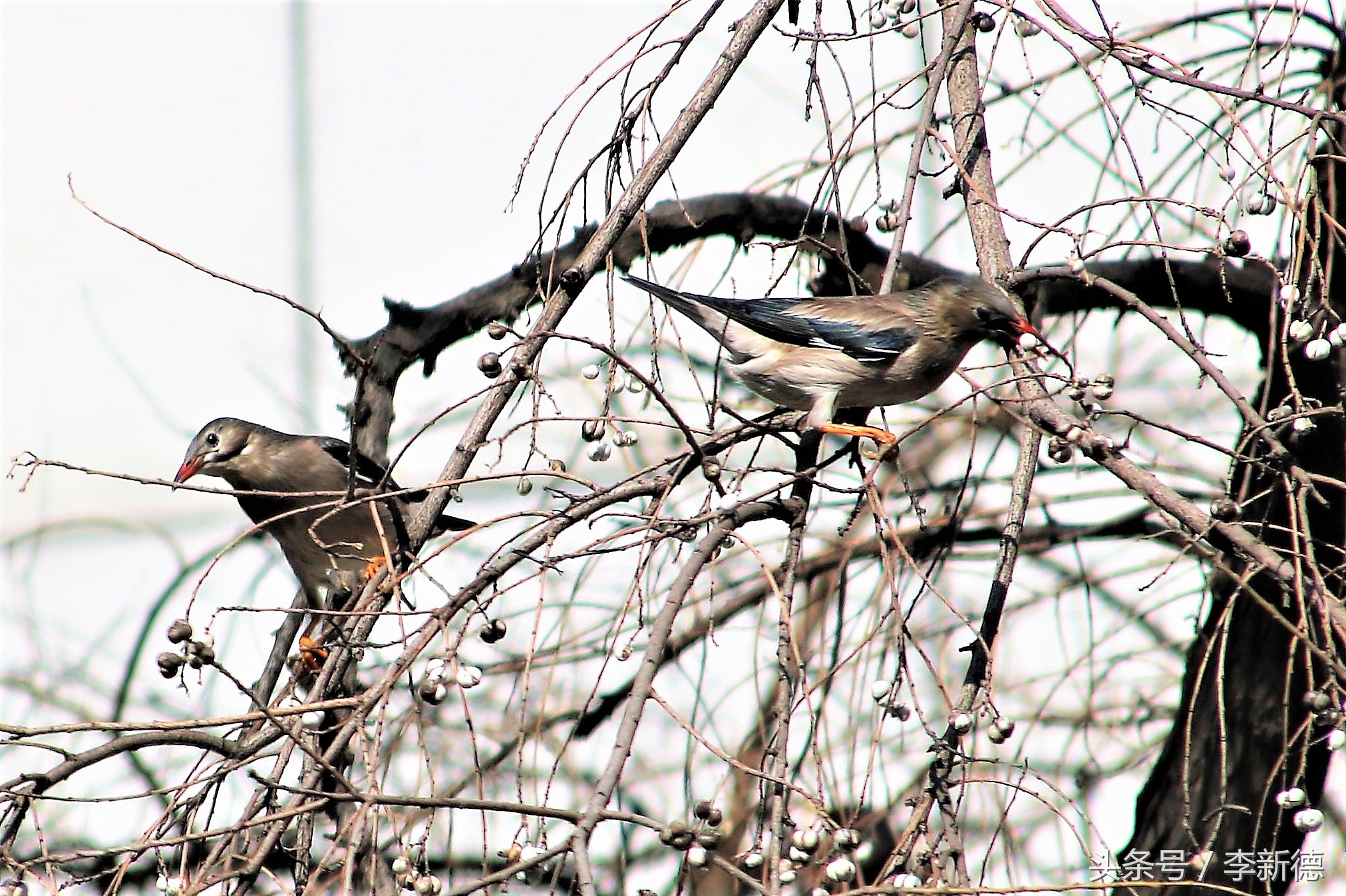 栖息乌桕树大餐乌桕子，灰椋鸟冬天的生活很滋润