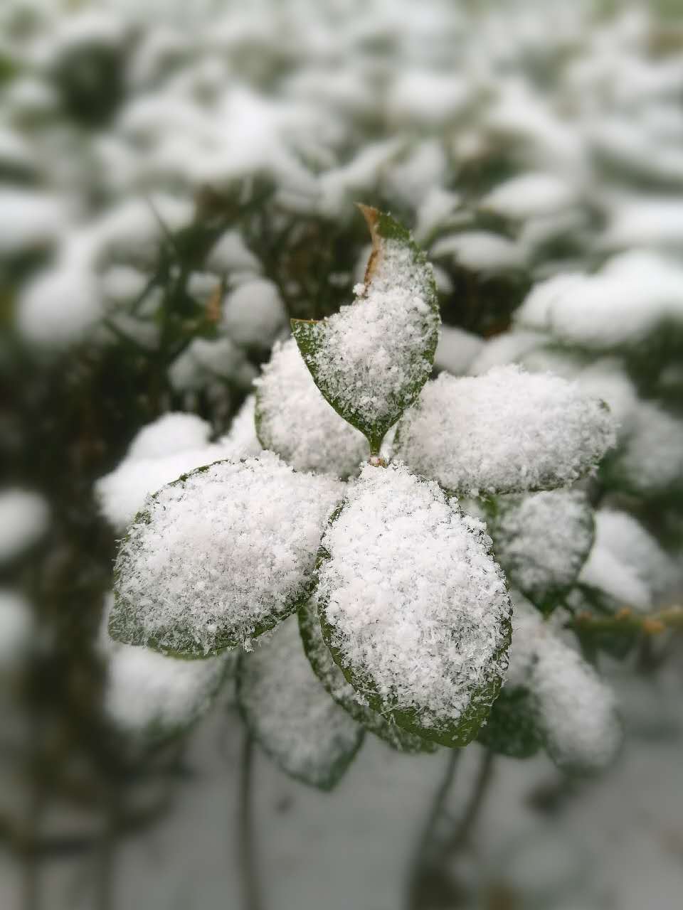 用一段话描写下雪的情景_大雪纷飞写一段话场景 - 云林新闻励志网