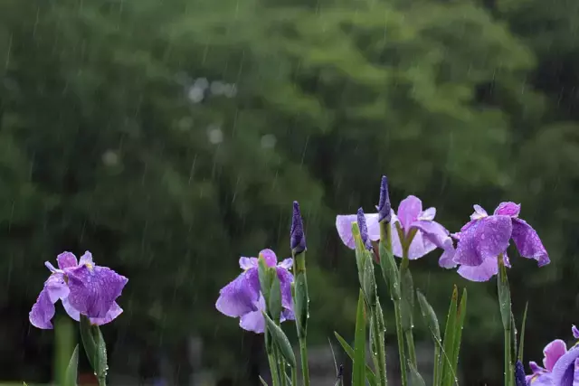雨水丨最是一年春好处，绝胜烟柳满皇都