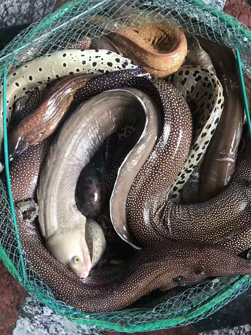 闽南常见的几种鳗鱼,附带简单吃法!