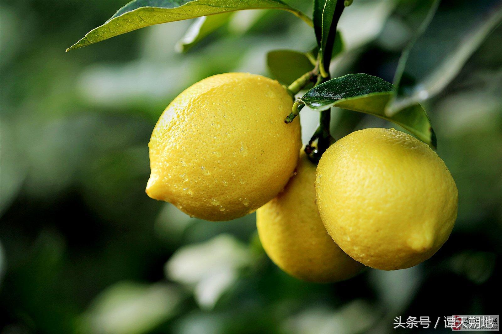 四川名特产之安岳柠檬