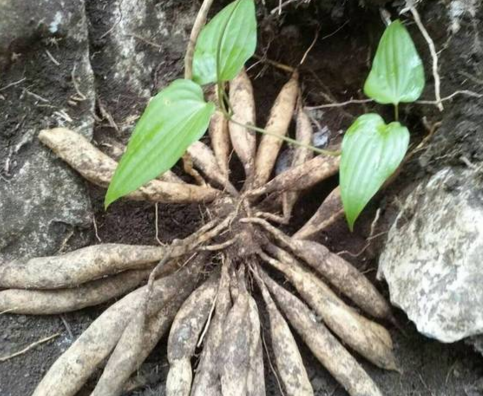 天冬药用功效及副作用天冬的功效与作用禁忌及食用方法