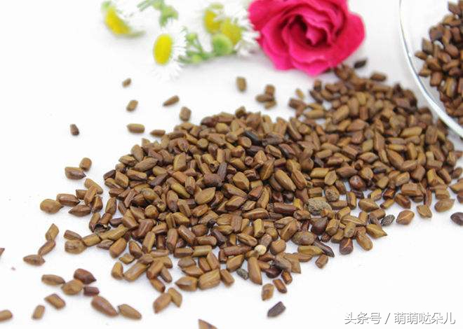 山楂决明子的功效与作用及食用方法决明子的功效与作用及食用方法荞麦