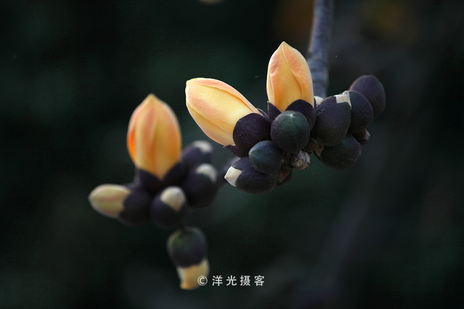 趁着花季快去看，这种木棉花不多见，整个广州也仅此一棵