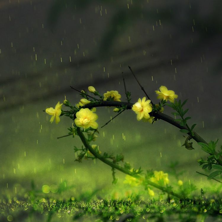 庭院信步闲看花开花落信步闲庭花待客