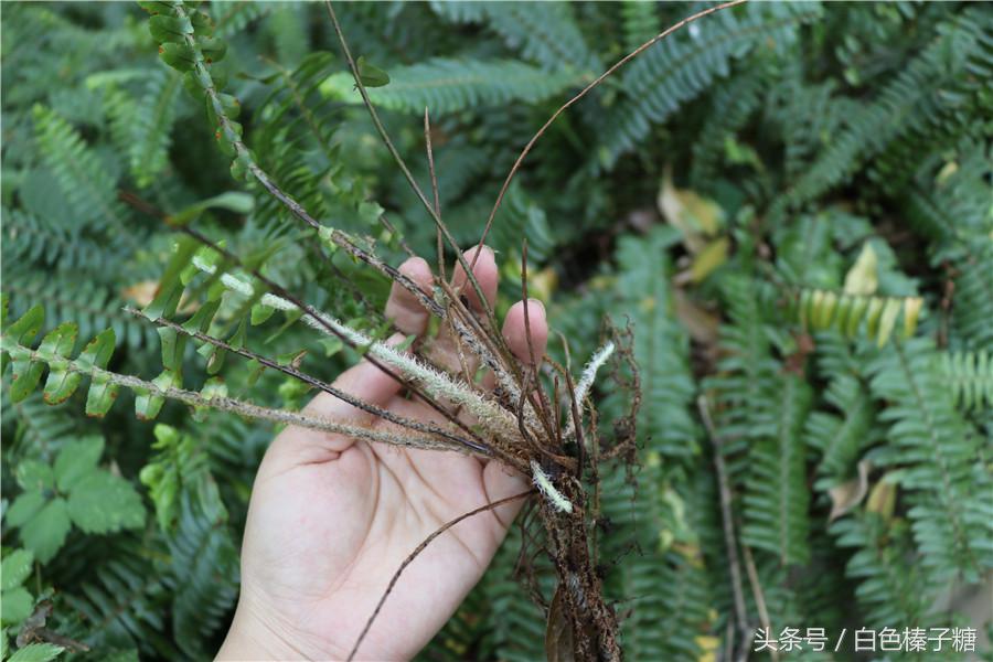 四处可见的"蜈蚣草",以为是杂草,却是半身不遂,腰痛的良药