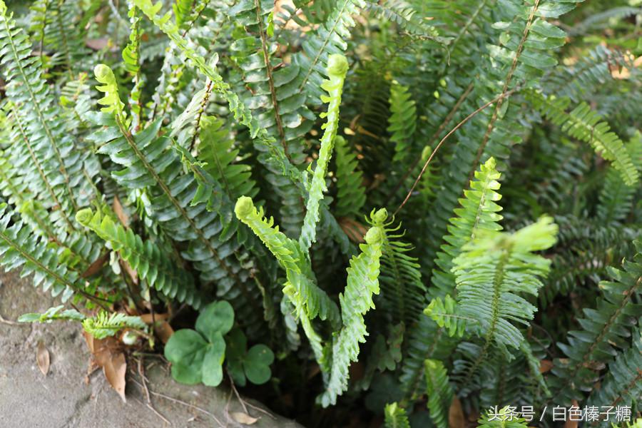蜈蚣草的功能与主治以及图片_蜈蚣草有什么药用
