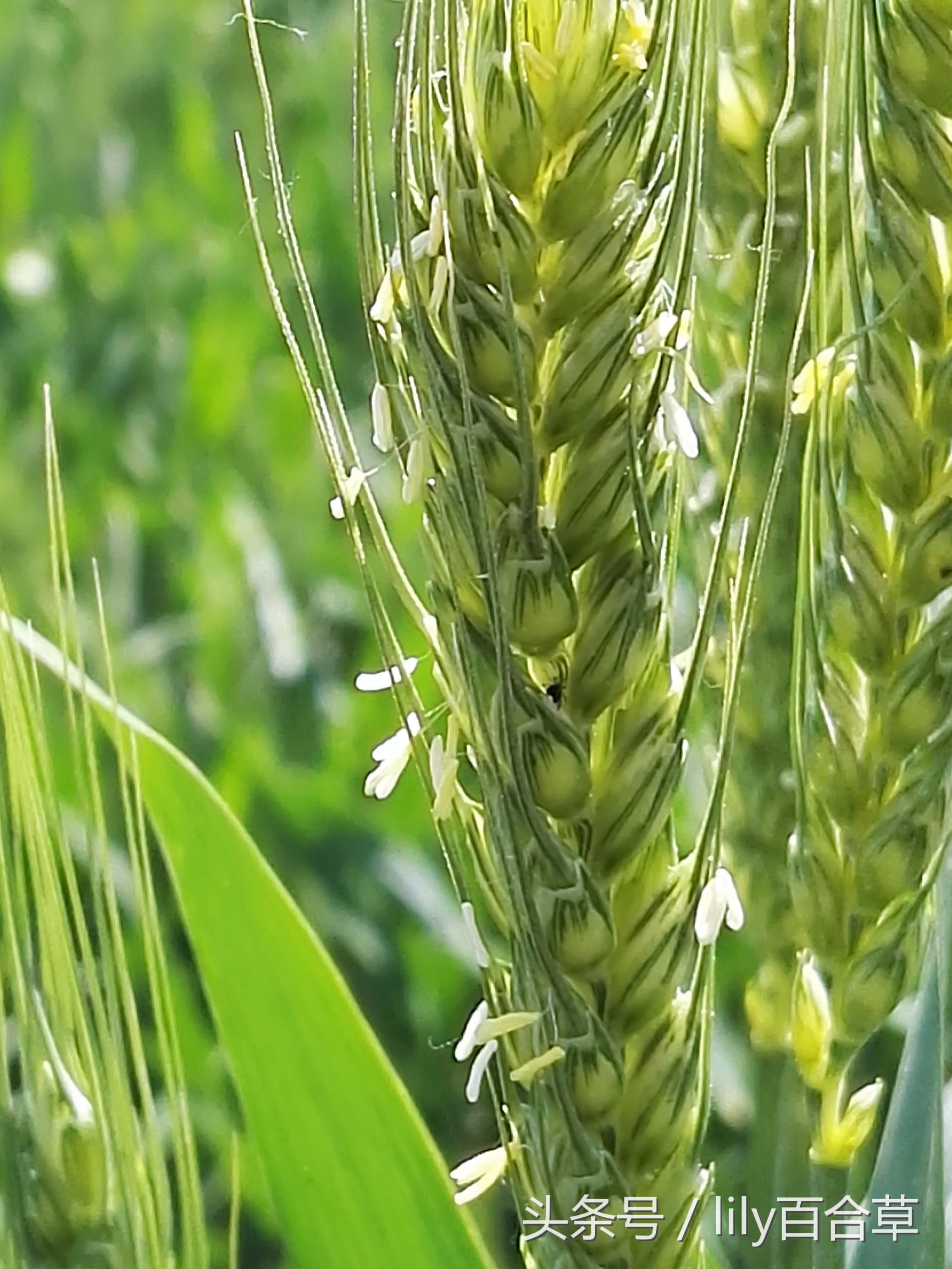 你见过小麦开花吗?