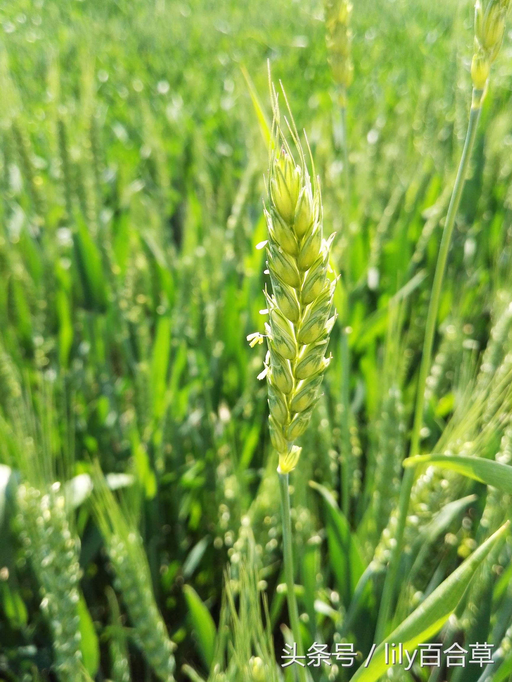 你见过小麦开花吗?