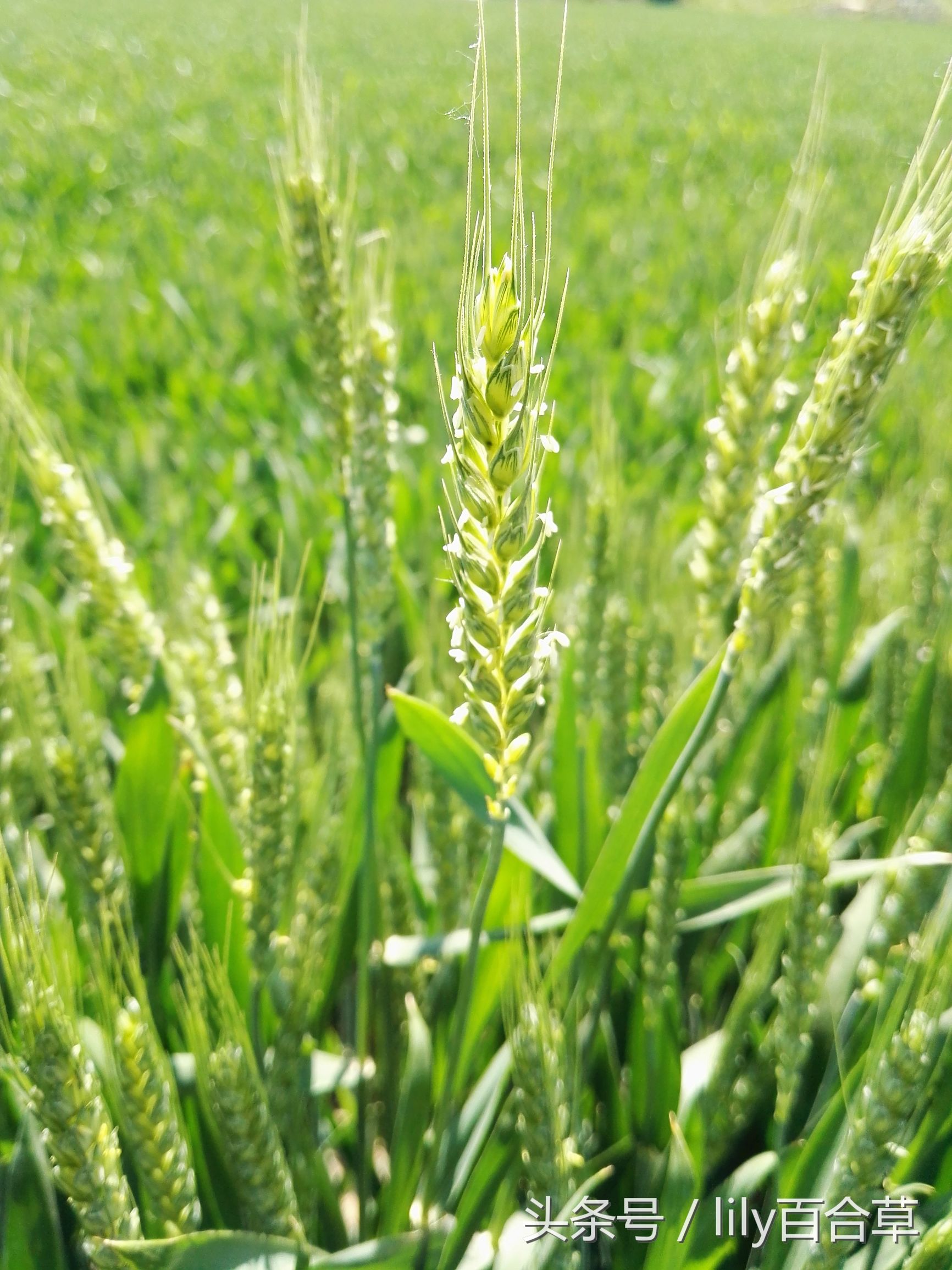 风吹麦花,田野飘香