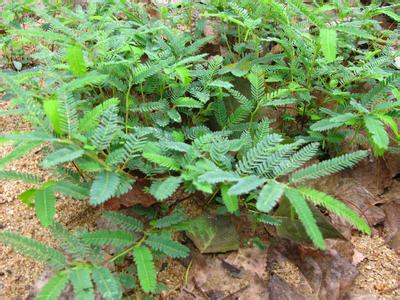 养心安神治失眠的中草药_治失眠的植物