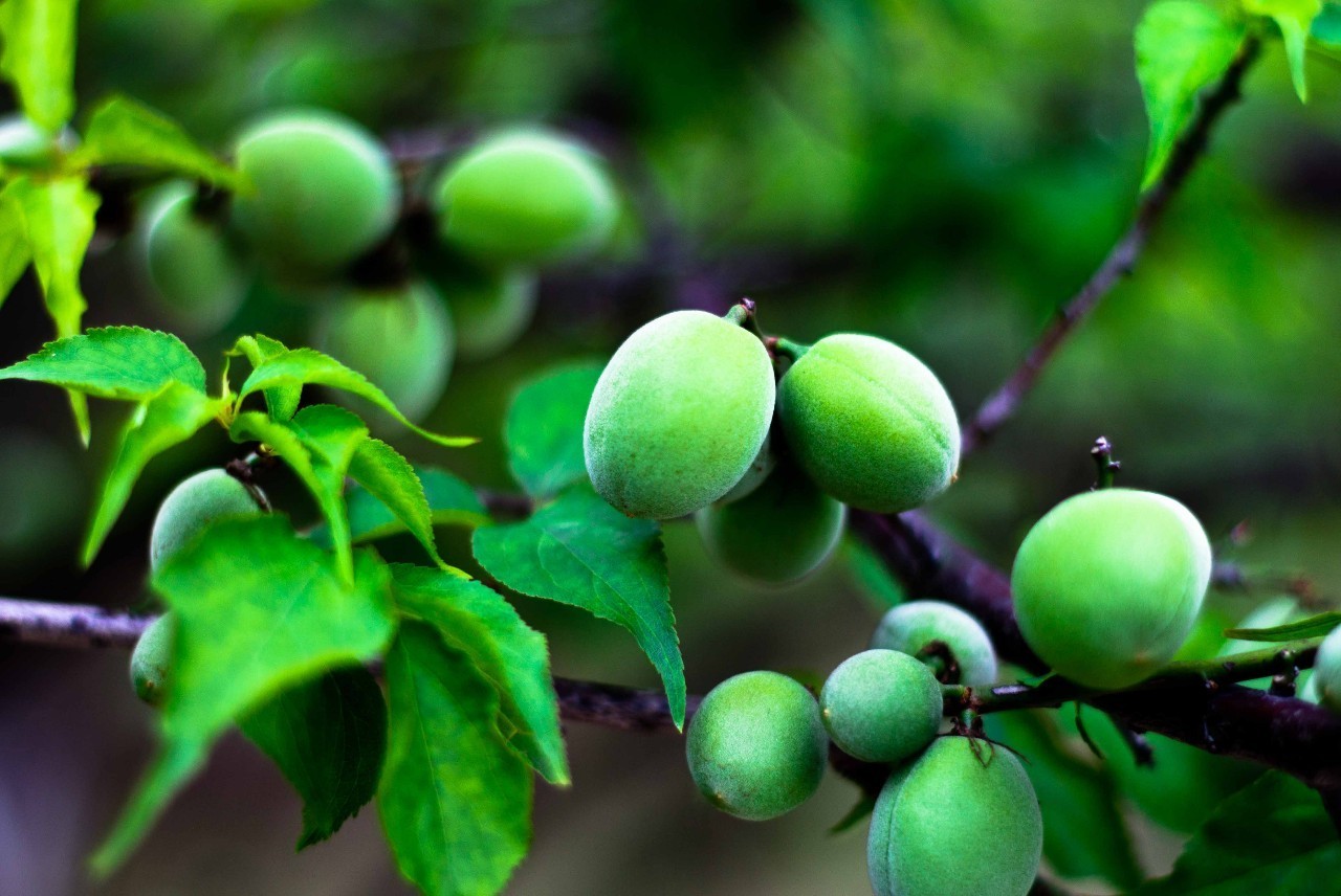 描写梅子成熟的古诗_待到青梅成熟时 - 云林新闻励志网