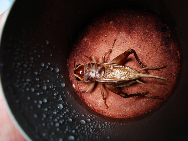 俗话说的油葫芦是什么油葫芦徐