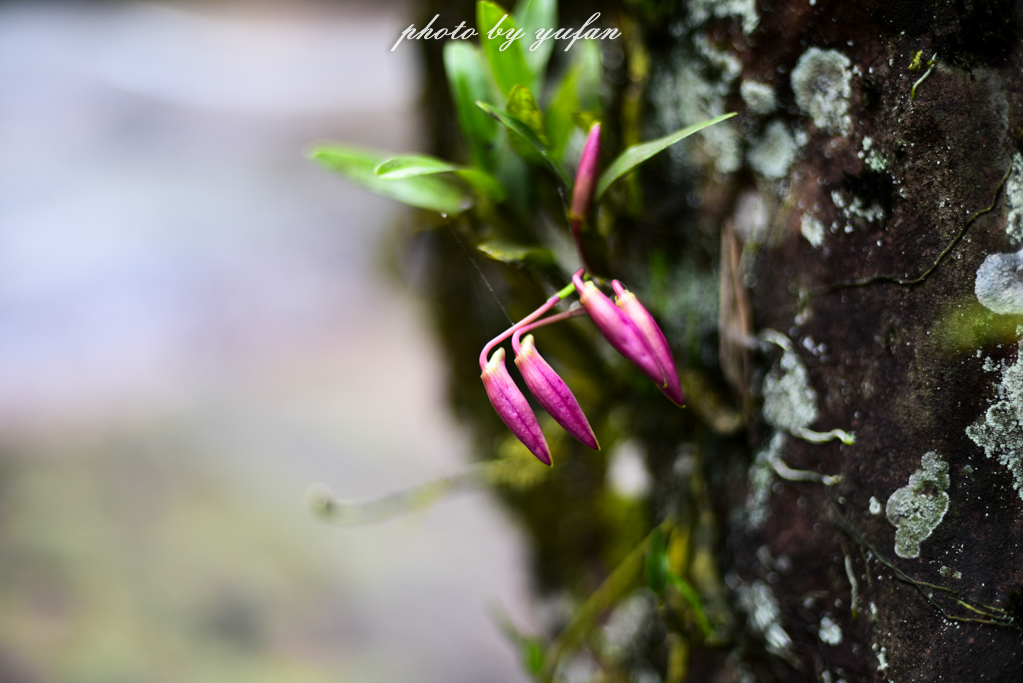 桫椤是活化石植物吗桫椤是木本植物吗