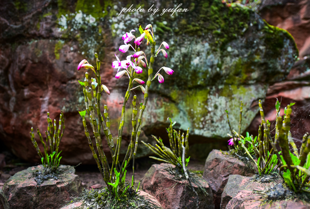 桫椤是活化石植物吗_桫椤是木本植物吗