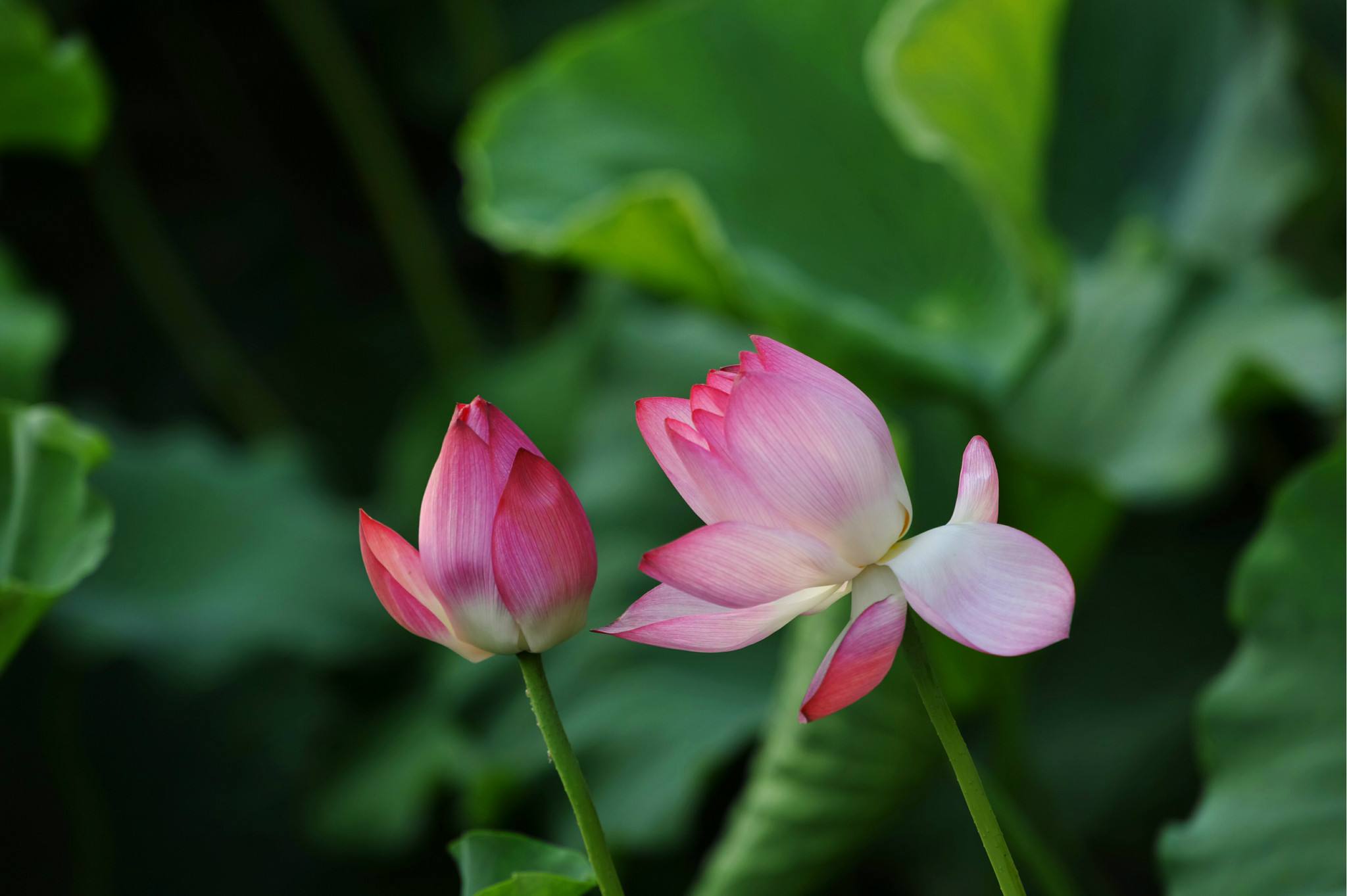 杭州三十景之一曲院风荷