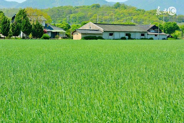 描写农村田园风光优美诗词描写乡村田园风光的文章