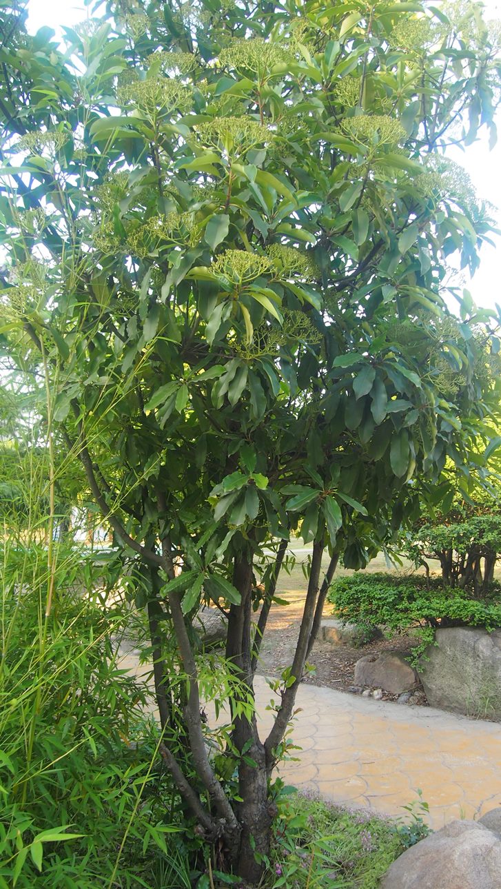 石楠树(石楠树为什么叫男人树)