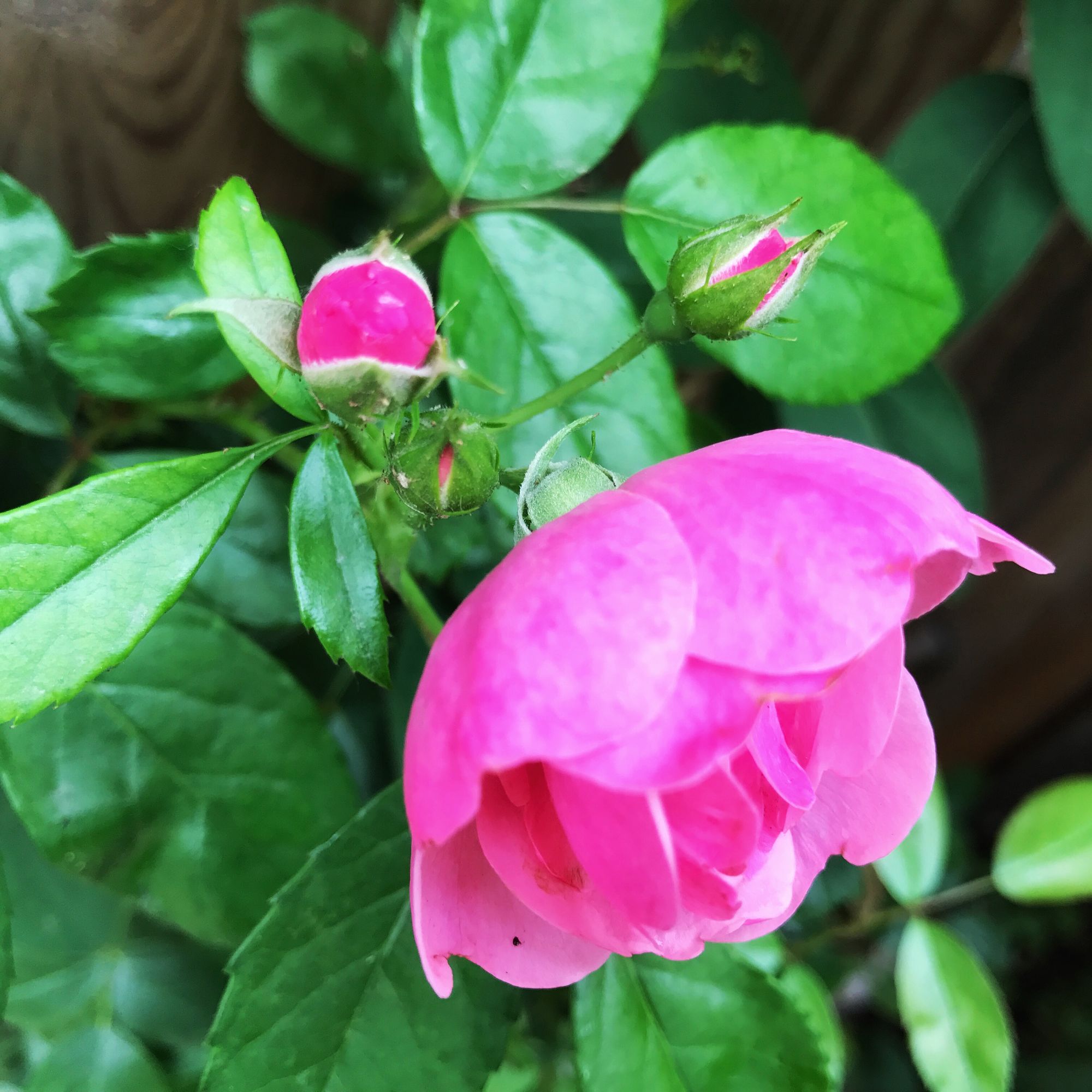 篱笆上的粉蔷薇花