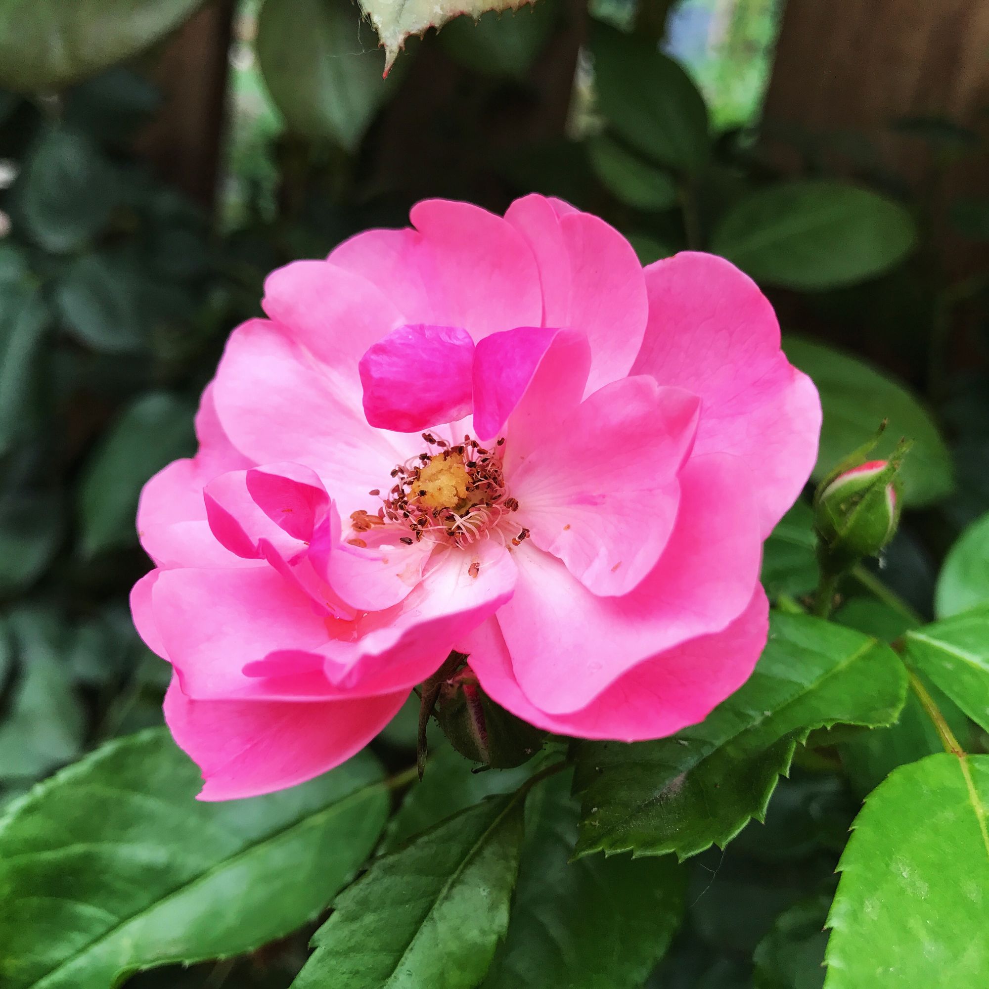 篱笆上的粉蔷薇花