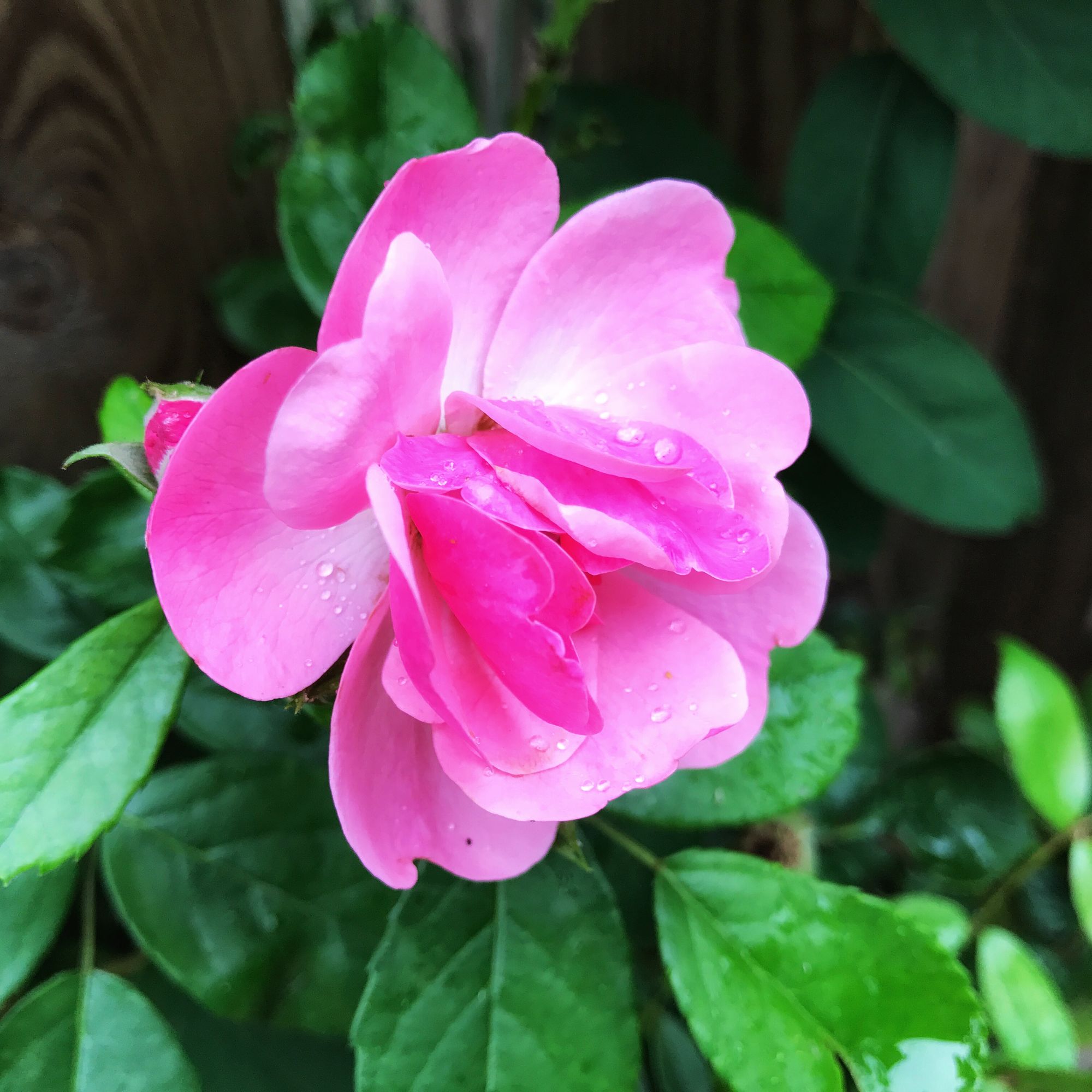 篱笆上的粉蔷薇花