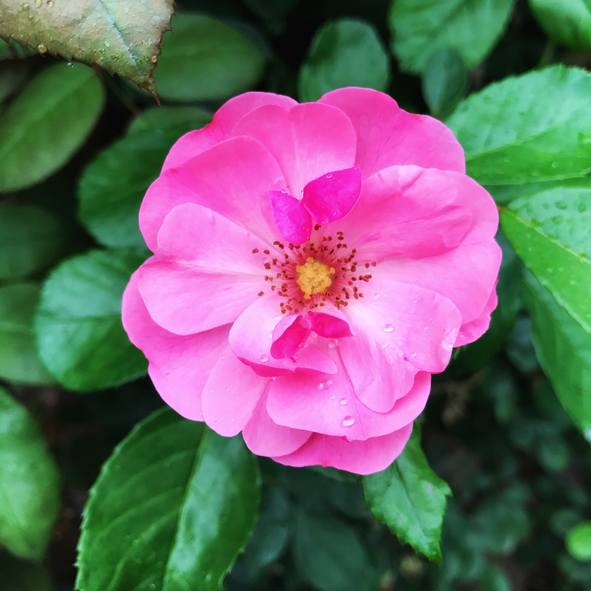 篱笆上的粉蔷薇花