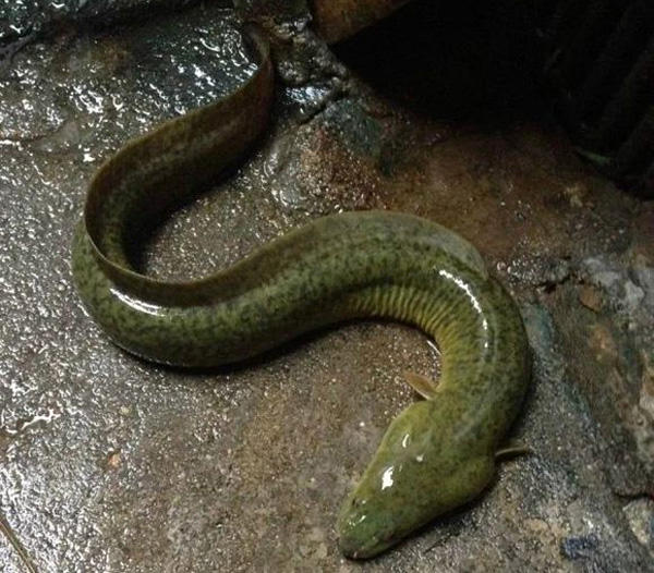 出了名难钓的鳗鱼,嚼起来像棉花一样