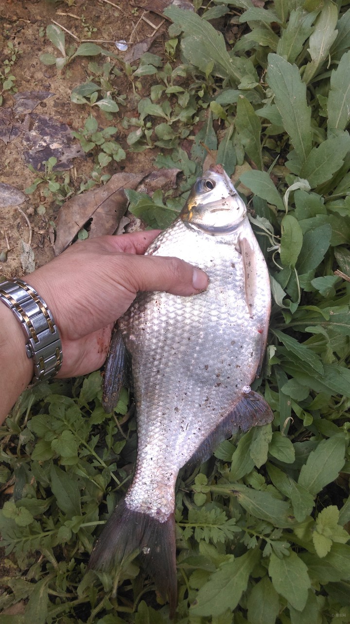 "武昌鱼"之名由来已久,只有13根半鱼刺的才正宗