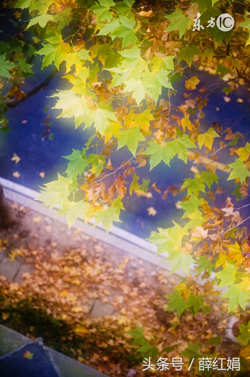 梧桐雨内容_梧桐细雨的意思