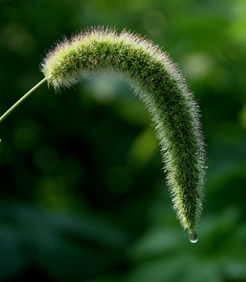 狗尾巴草的药用功效_狗尾巴草的用法与功效 - 云林新闻励志网