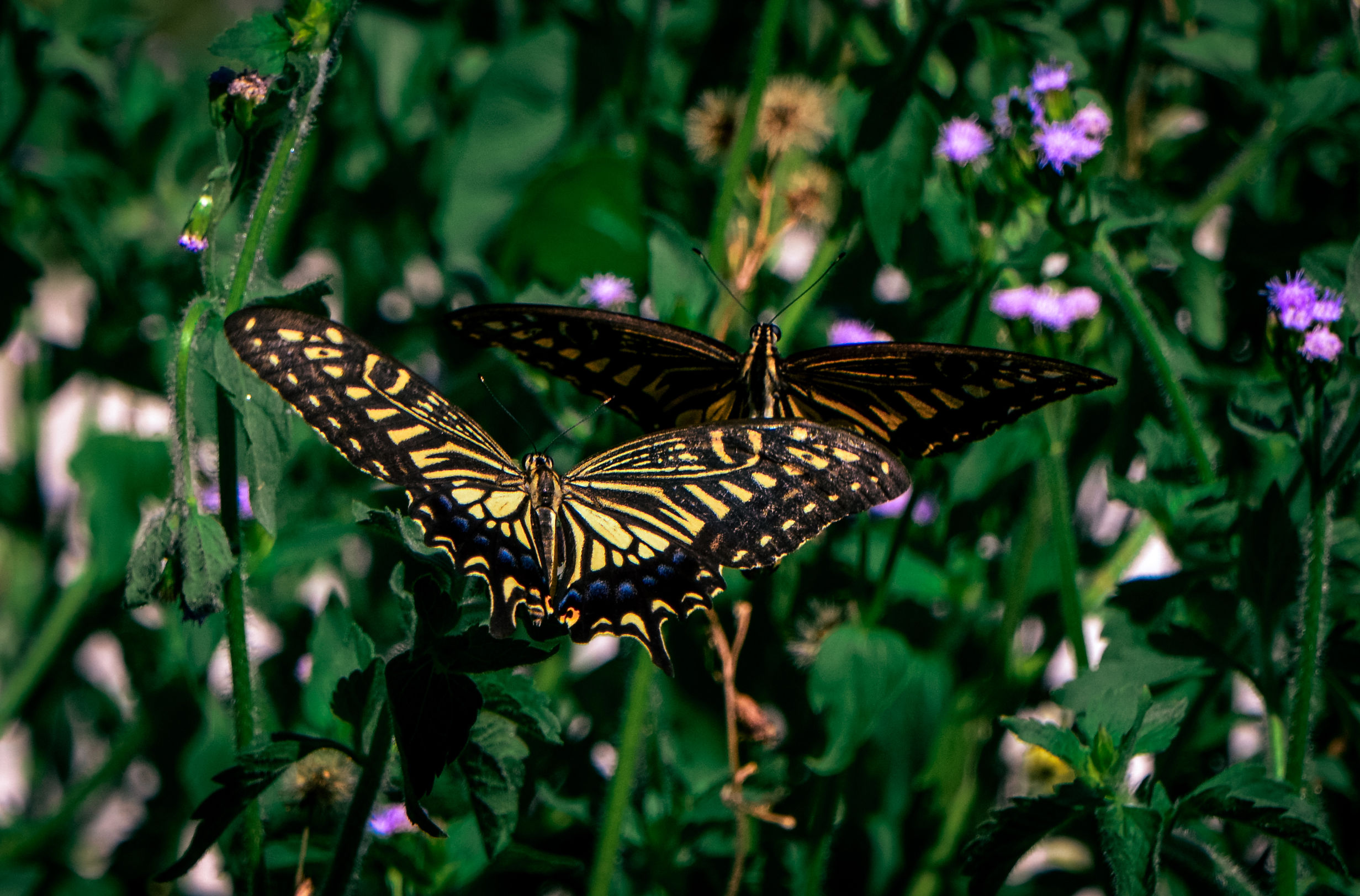 摄影:花蝴蝶,蝶蝶双飞