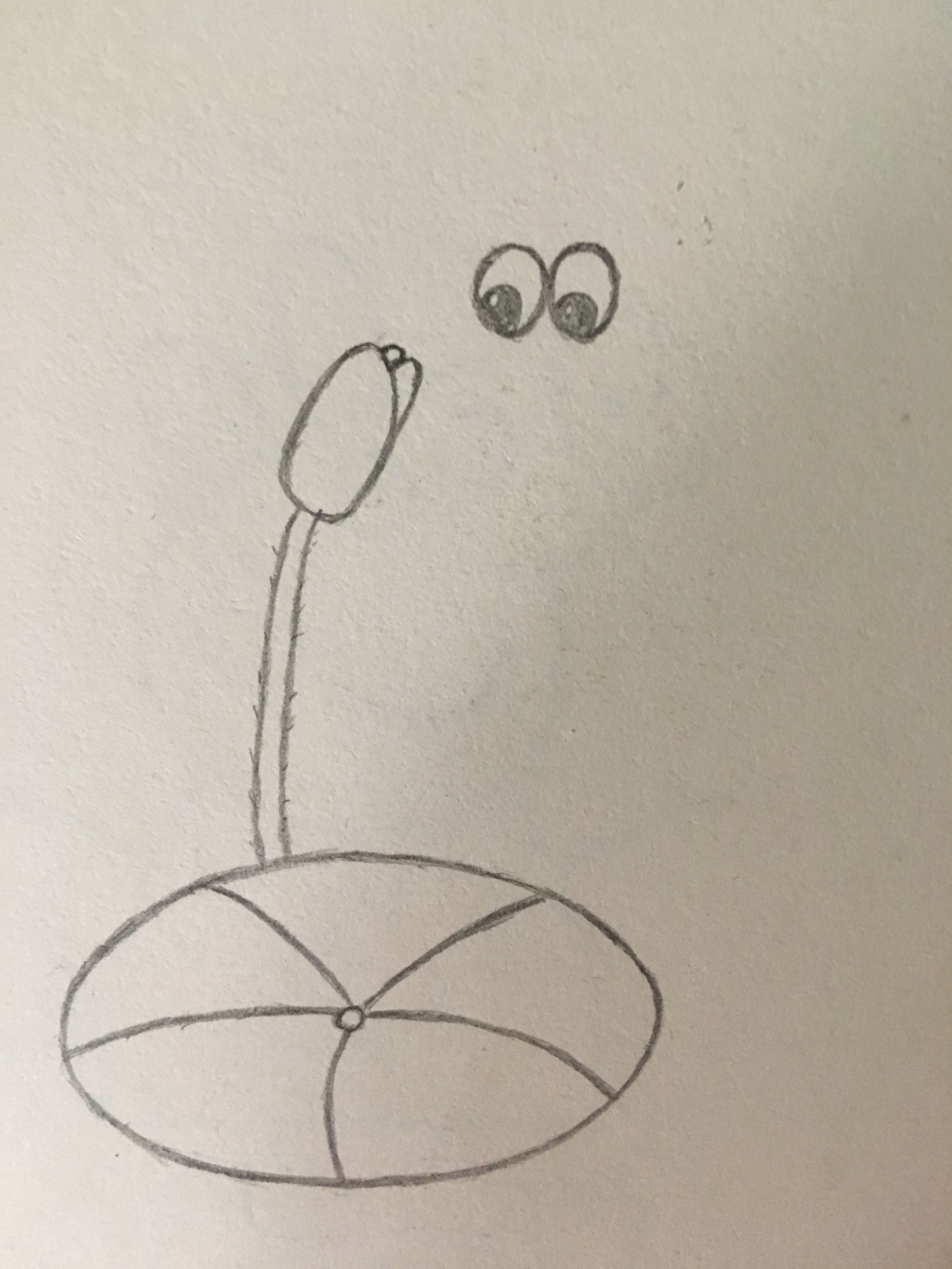 简笔画——小荷才露尖尖角,早有蜻蜓立上头