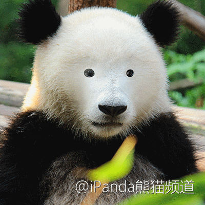 国宝大熊猫在中国古代的地位：曾一度被视为“害兽”