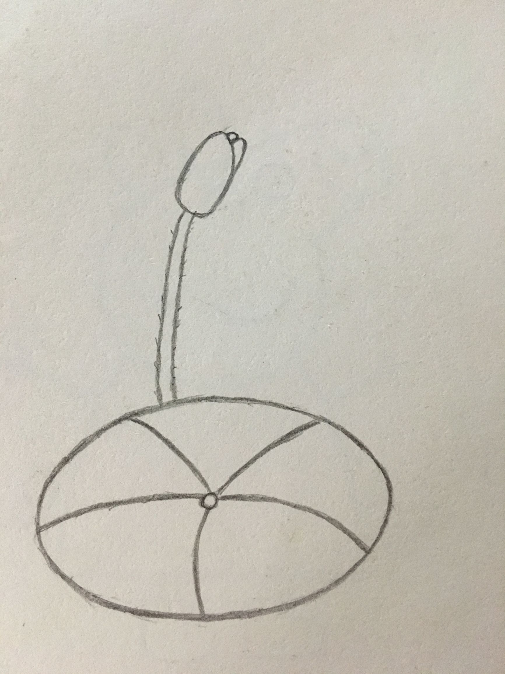 简笔画——小荷才露尖尖角,早有蜻蜓立上头