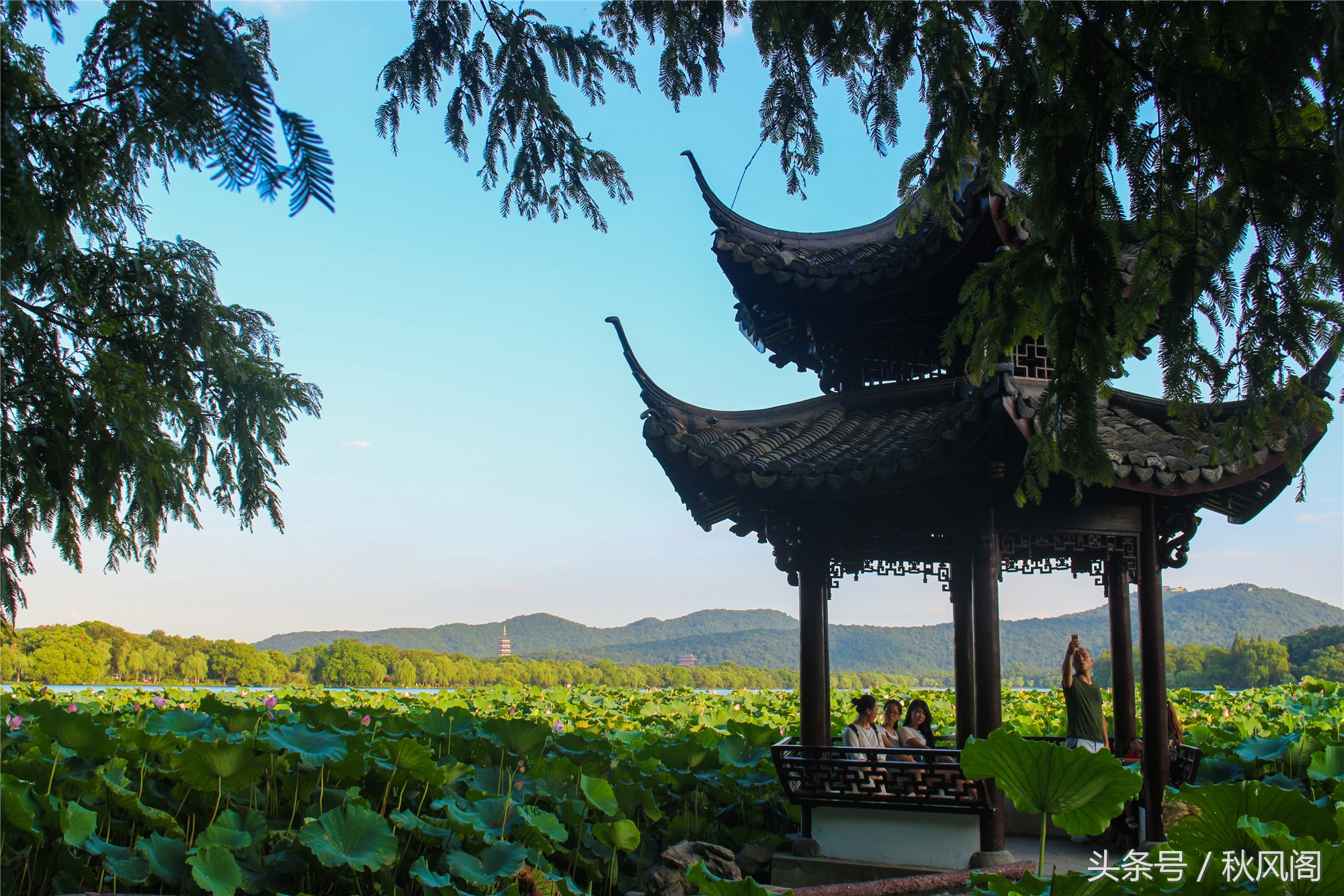 西湖十景之曲院风荷——夏日里专属的风采