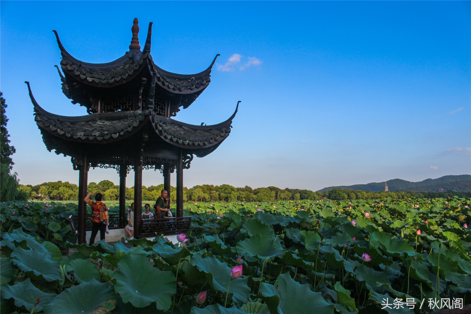 西湖十景之曲院风荷——夏日里专属的风采