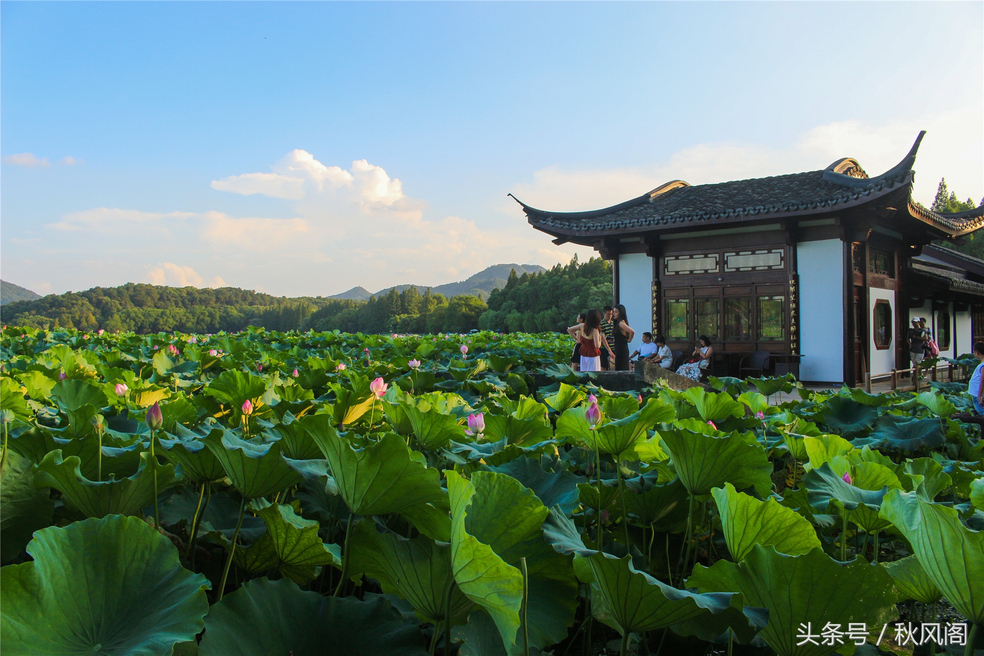 西湖十景之曲院风荷——夏日里专属的风采