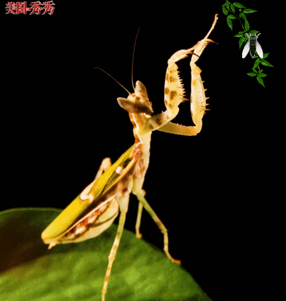 「秀秀诗2首」螳螂捕蝉 黄雀在后