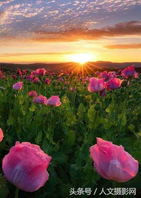 旭日东升霞光万丈日月争辉下一句是什么