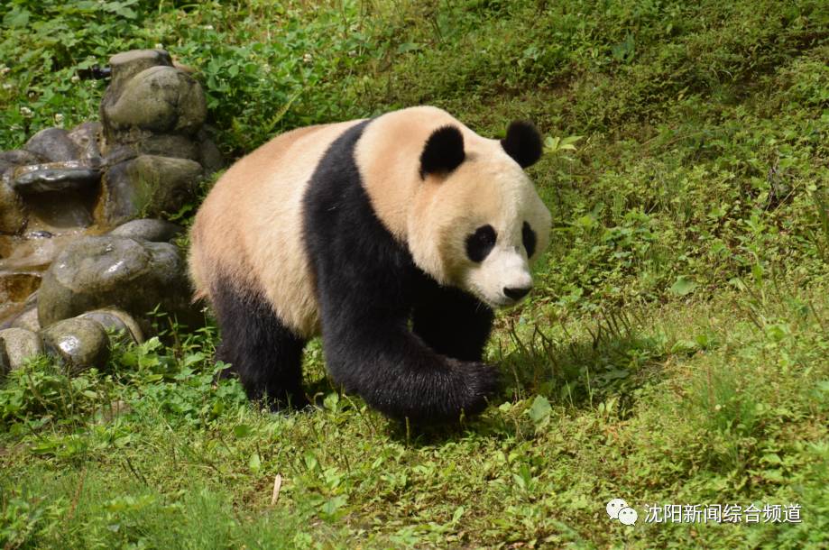 大熊猫马上到沈阳,27号正式与你见面!最全游玩攻略,赶紧收藏!
