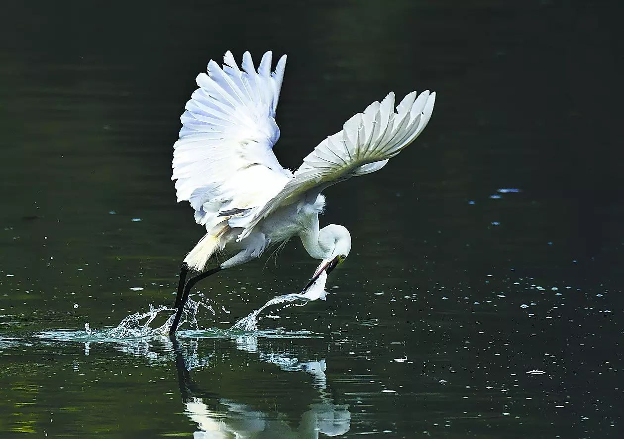 鹭鸶是什么鸟类_鹭鸟有几种 - 成语词句网