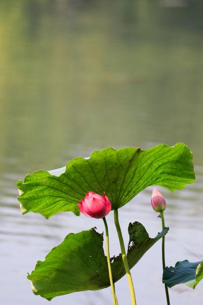 杭州西湖新品种荷花秋日盛放 花期维持到10月中下旬