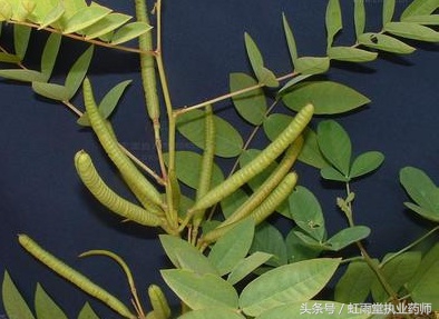 金豆子,羊角豆,野扁豆,飞天蜈蚣,铁蜈蚣,凤凰草,喉百草,大羊角菜,头晕