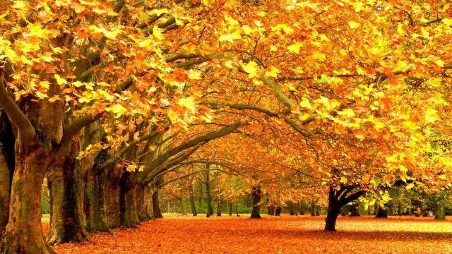 关于秋天的气味记忆，你能想到什么？