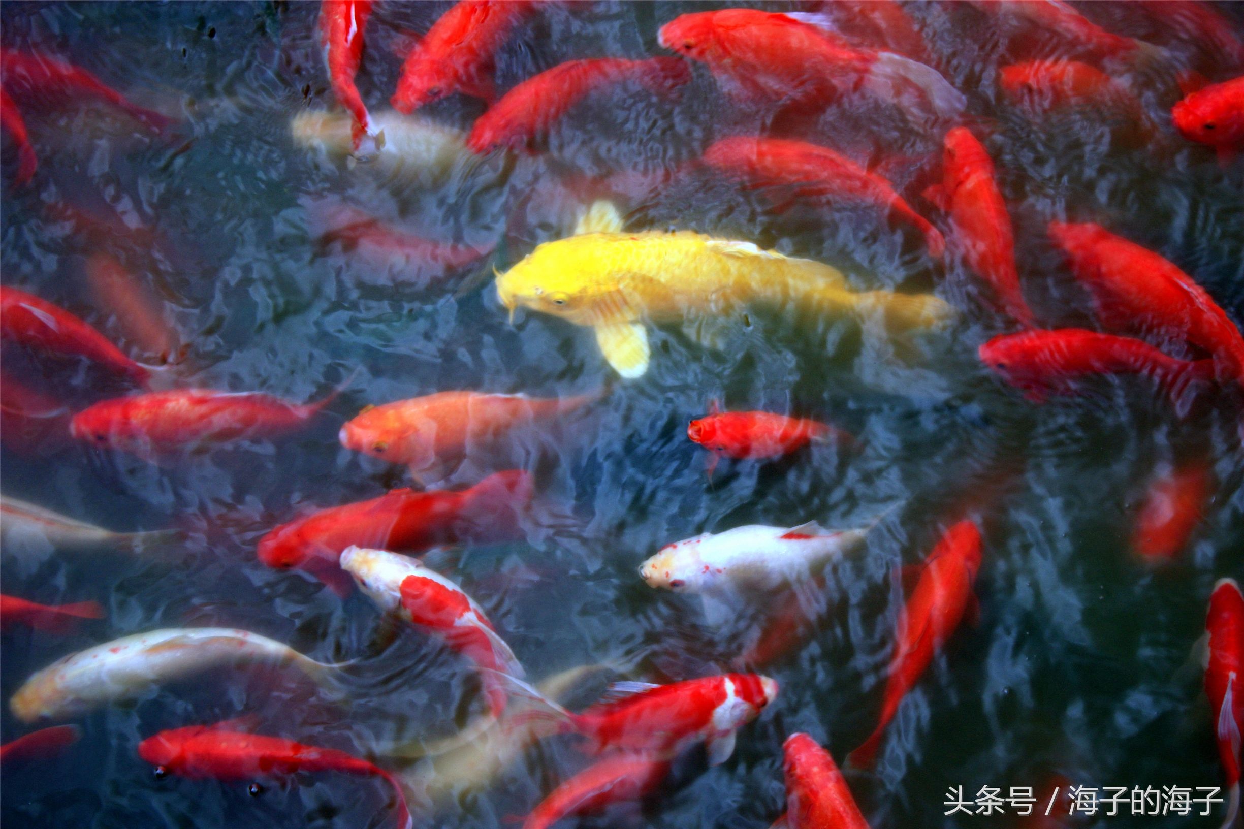 细雨鱼儿出微风燕子斜是什么意思细雨鱼儿飞微风燕子斜描绘的是